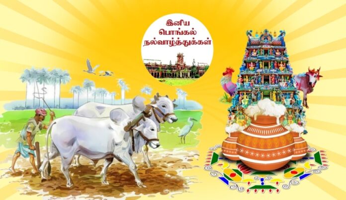 Pongal Festival Article in Tamil